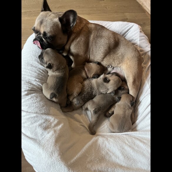 French Bulldog - Both