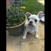French Bulldog - Both