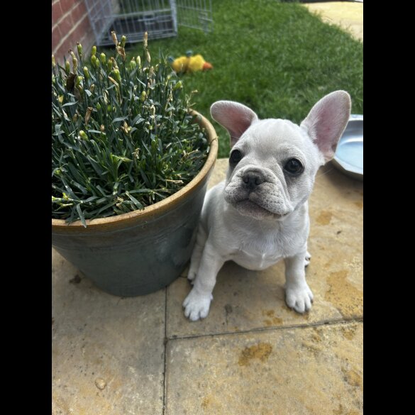 French Bulldog - Both