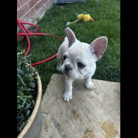 French Bulldog - Both