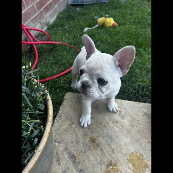 French Bulldog - Both
