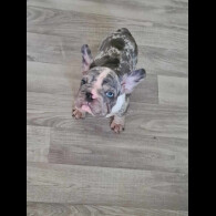 French Bulldog - Dogs