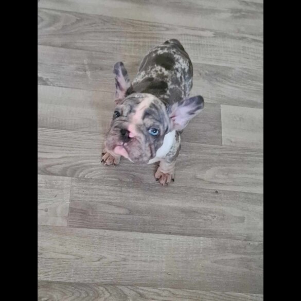 French Bulldog - Dogs