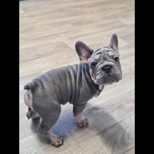 French Bulldog - Dogs