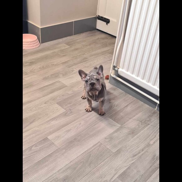 French Bulldog - Dogs