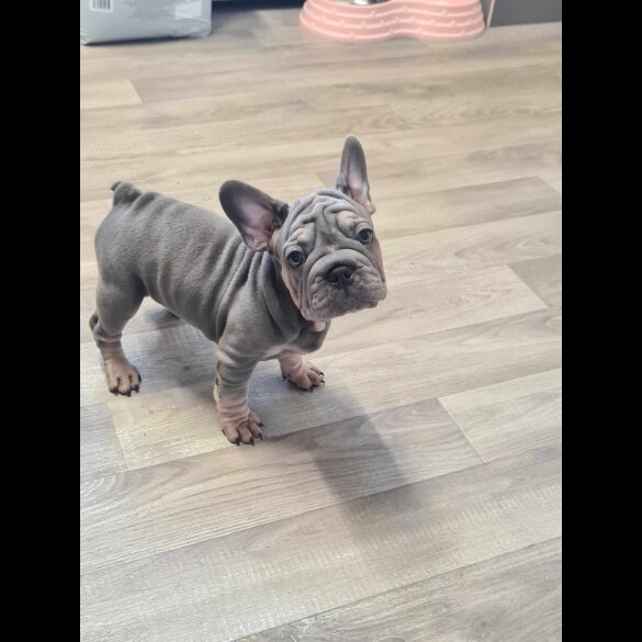 French Bulldog - Dogs