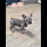 French Bulldog - Dogs