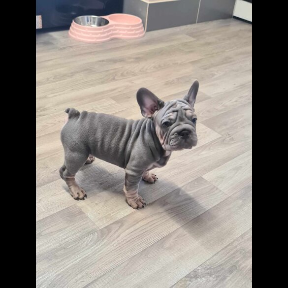 French Bulldog - Dogs