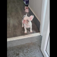 French Bulldog - Dogs