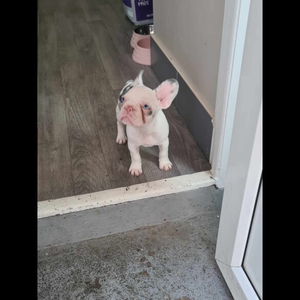 French Bulldog - Dogs