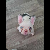 French Bulldog - Dogs