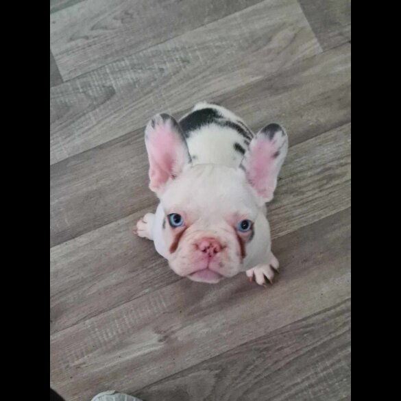 French Bulldog - Dogs