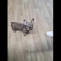 French Bulldog - Dogs