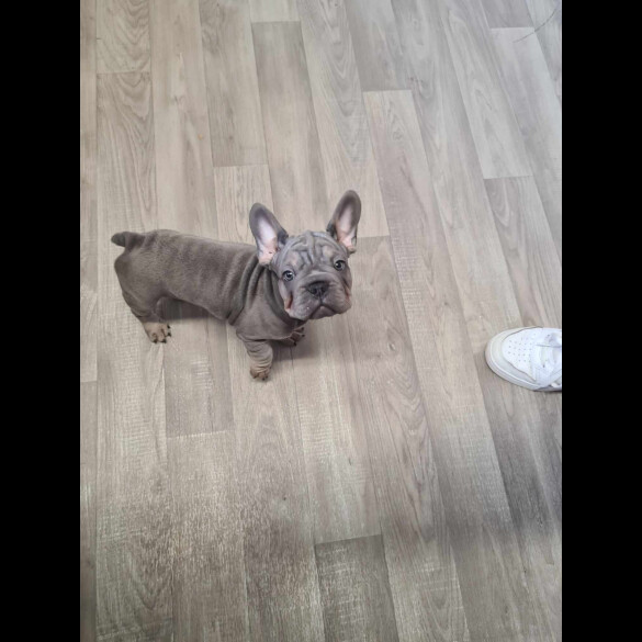 French Bulldog - Dogs