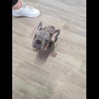 French Bulldog - Dogs