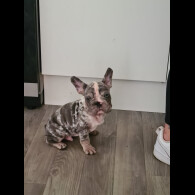 French Bulldog - Dogs