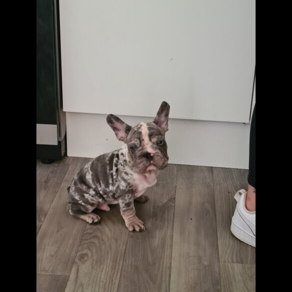 French Bulldog - Dogs