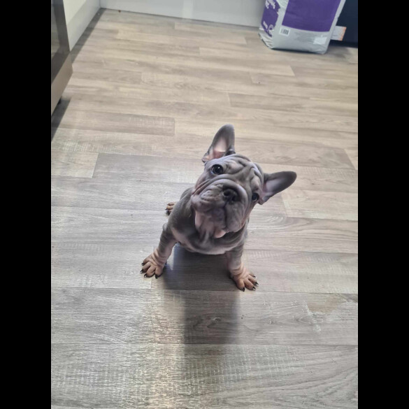 French Bulldog - Dogs