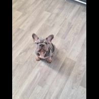 French Bulldog - Dogs