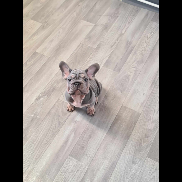 French Bulldog - Dogs