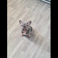 French Bulldog - Dogs