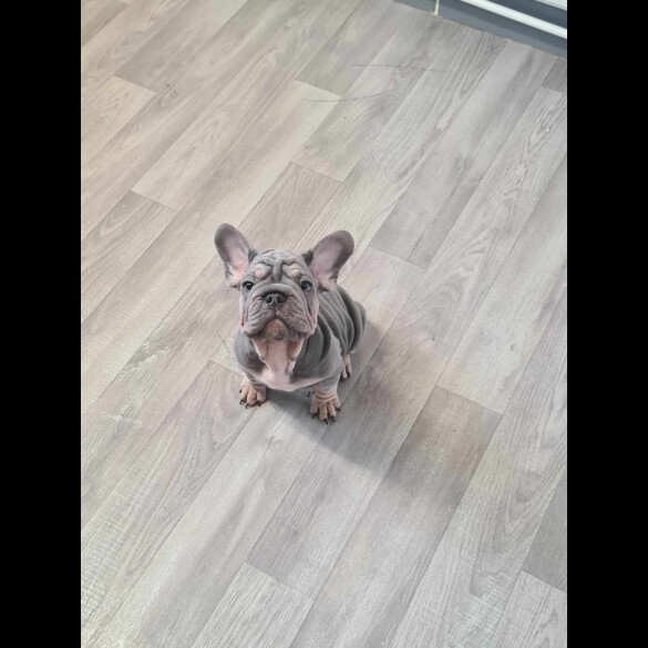French Bulldog - Dogs