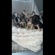 French Bulldog - Both