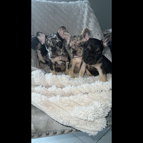French Bulldog - Both