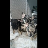 French Bulldog - Both