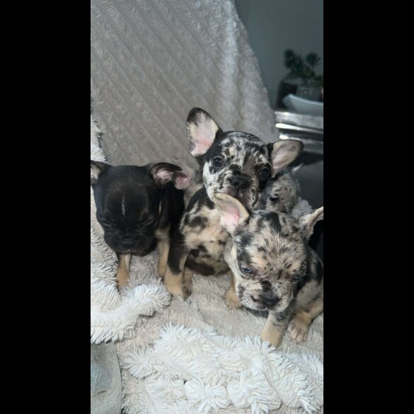 French Bulldog - Both