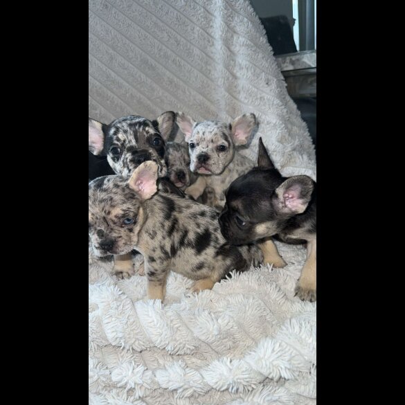 French Bulldog - Both