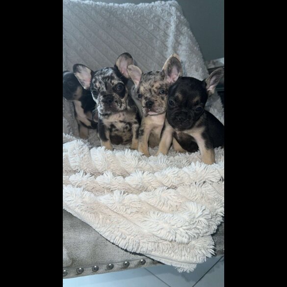 French Bulldog - Both
