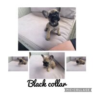 French Bulldog - Dogs