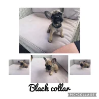 French Bulldog - Dogs
