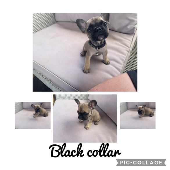 French Bulldog - Dogs