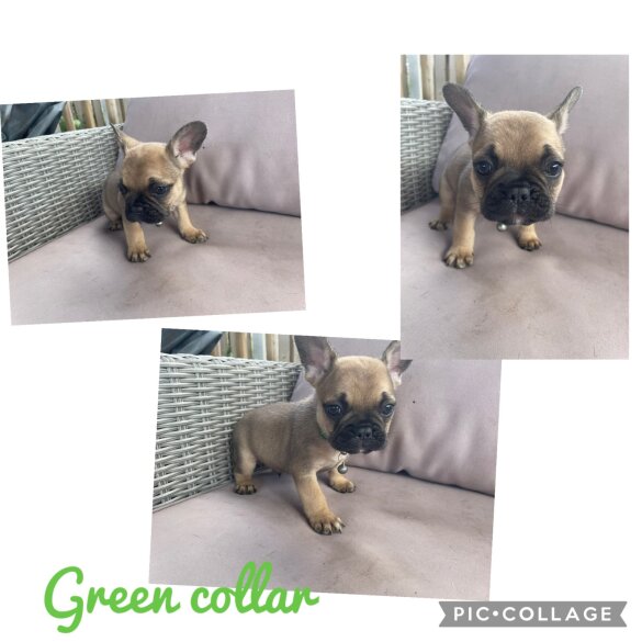 French Bulldog - Dogs
