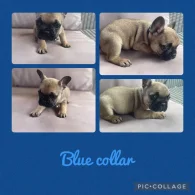 French Bulldog - Dogs