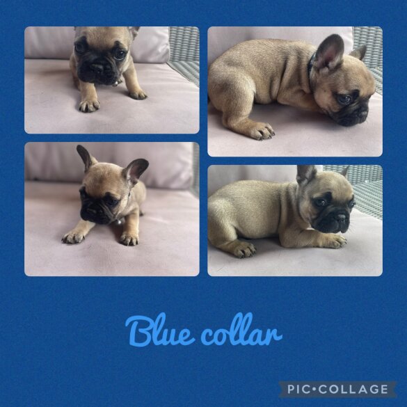 French Bulldog - Dogs