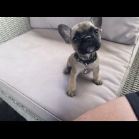 French Bulldog - Dogs