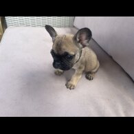 French Bulldog - Dogs