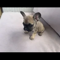 French Bulldog - Dogs