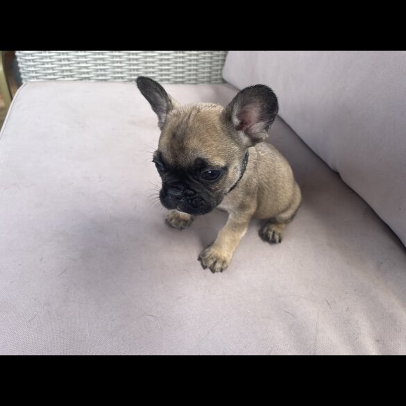 French Bulldog - Dogs