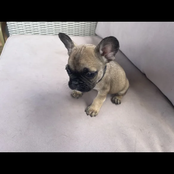 French Bulldog - Dogs