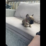 French Bulldog - Dogs