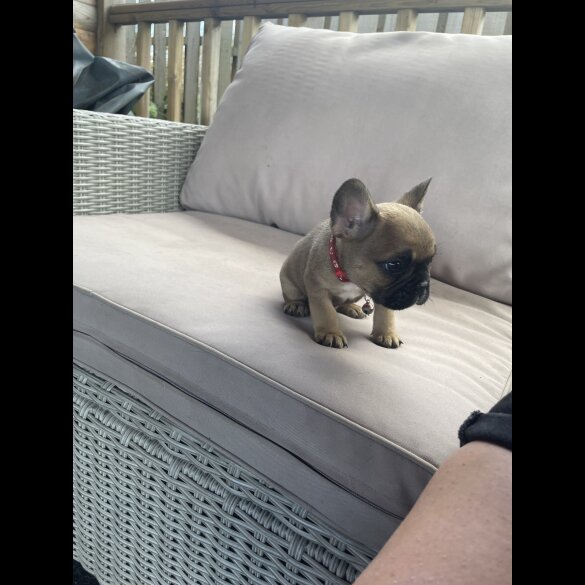 French Bulldog - Dogs