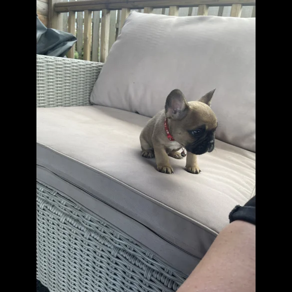 French Bulldog - Dogs