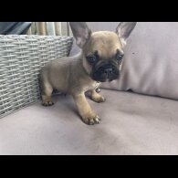 French Bulldog - Dogs