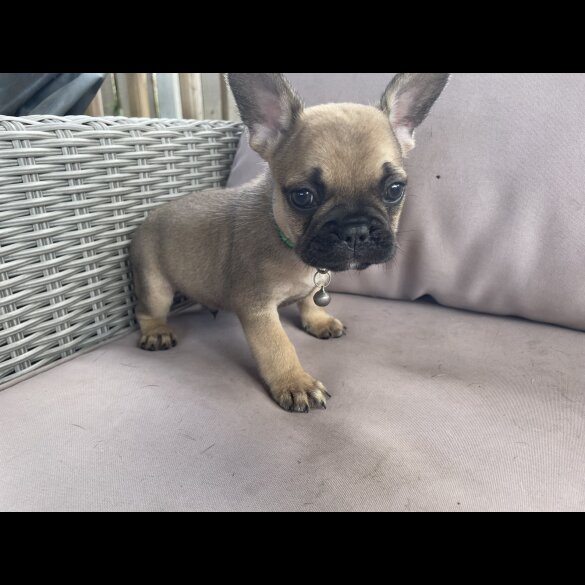 French Bulldog - Dogs
