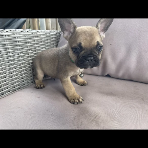 French Bulldog - Dogs