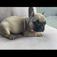 French Bulldog - Dogs